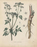 Livre sur les plantes toxiques Pl20 - Friedrich Berge — artwork view