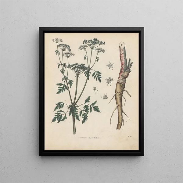 Livre sur les plantes toxiques Pl20 - Friedrich Berge — framed artwork on a wall