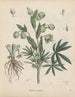 Livre des plantes toxiques Pl21 - Friedrich Berge — artwork view