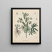 Livre des plantes toxiques Pl21 - Friedrich Berge — framed artwork on a wall