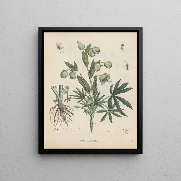 Livre des plantes toxiques Pl21 - Friedrich Berge — framed artwork on a wall