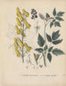 Livre des plantes toxiques Pl22 - Friedrich Berge — artwork view