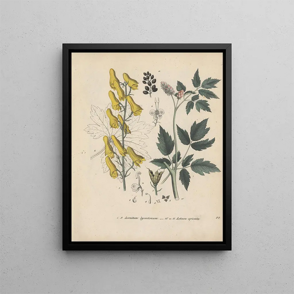 Livre des plantes toxiques Pl22 - Friedrich Berge — framed artwork on a wall