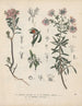 Livre des plantes toxiques Pl23 - Friedrich Berge — artwork view