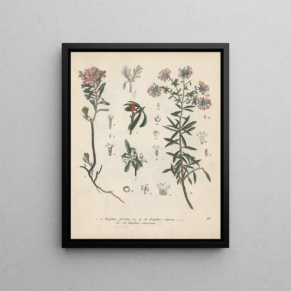 Livre des plantes toxiques Pl23 - Friedrich Berge — framed artwork on a wall