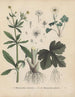 Livre sur les plantes toxiques Pl24 - Friedrich Berge — artwork view