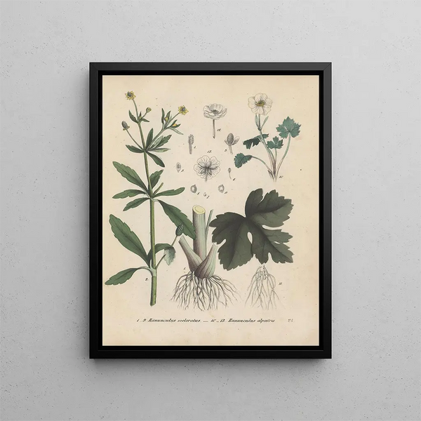 Livre sur les plantes toxiques Pl24 - Friedrich Berge — framed artwork on a wall