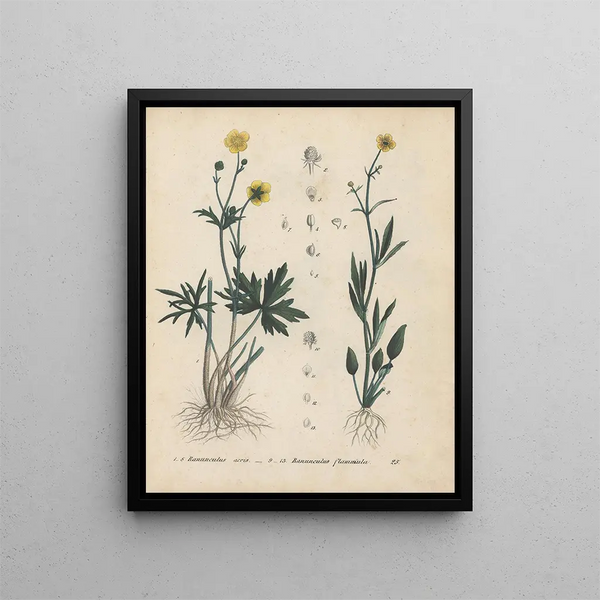 Livre sur les plantes toxiques Pl25 - Friedrich Berge — framed artwork on a wall