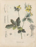 Livre sur les plantes toxiques Pl26 - Friedrich Berge — artwork view