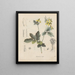 Livre sur les plantes toxiques Pl26 - Friedrich Berge — framed artwork on a wall
