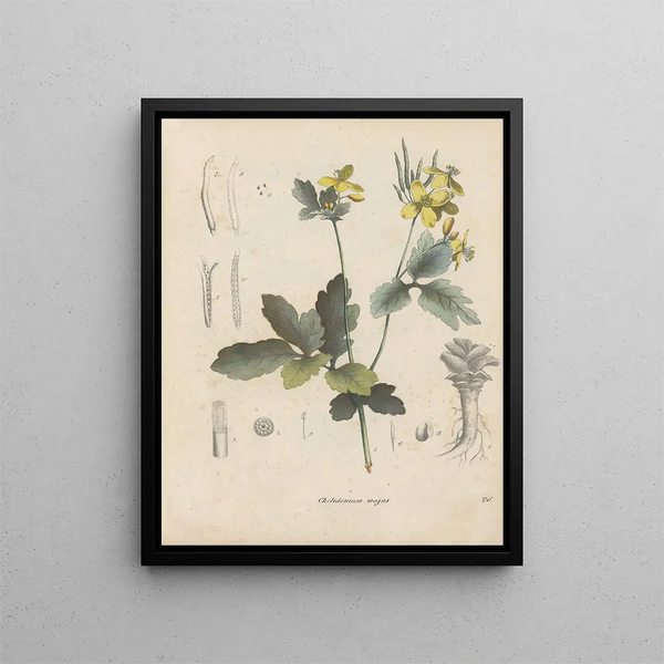 Livre sur les plantes toxiques Pl26 - Friedrich Berge — framed artwork on a wall