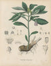 Book on Toxic Plants Pl27 - Friedrich Berge — artwork view