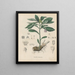 Book on Toxic Plants Pl27 - Friedrich Berge — framed artwork on a wall