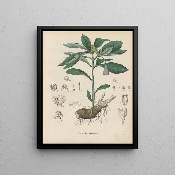 Book on Toxic Plants Pl27 - Friedrich Berge — framed artwork on a wall