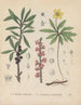 Livre sur les plantes toxiques Pl28 - Friedrich Berge — artwork view