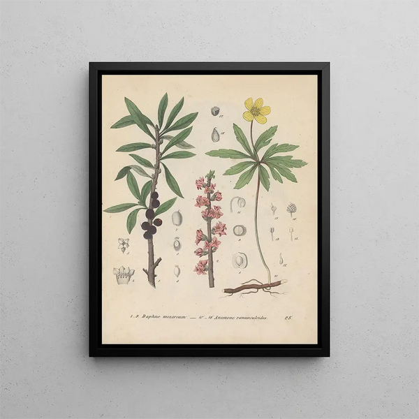 Livre sur les plantes toxiques Pl28 - Friedrich Berge — framed artwork on a wall