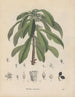 Livre sur les plantes toxiques Pl29 - Friedrich Berge — artwork view