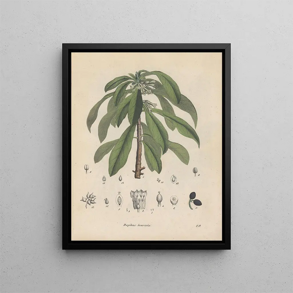 Livre sur les plantes toxiques Pl29 - Friedrich Berge — framed artwork on a wall