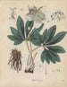Livre sur les plantes toxiques Pl30 - Friedrich Berge — artwork view