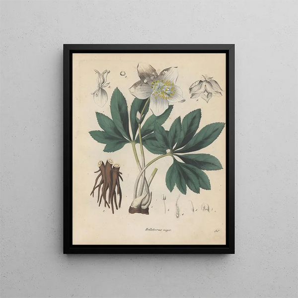 Livre sur les plantes toxiques Pl30 - Friedrich Berge — framed artwork on a wall