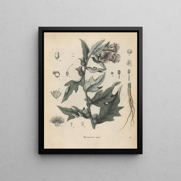 Book on Toxic Plants Pl31 - Friedrich Berge — framed artwork on a wall