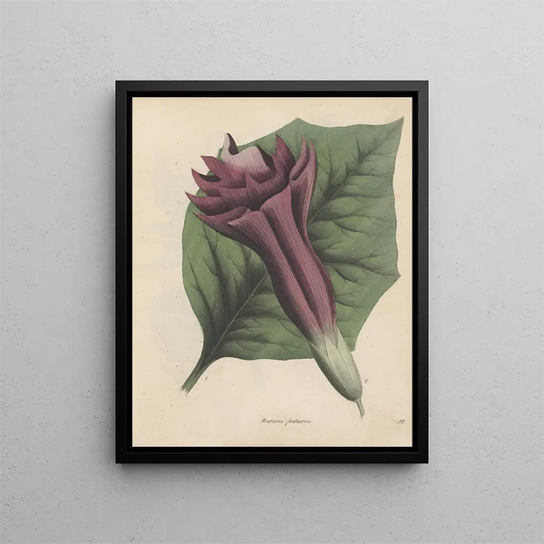 Livre sur les plantes toxiques Pl32 - Friedrich Berge — framed artwork on a wall