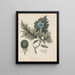 Livre sur les plantes toxiques Pl33 - Friedrich Berge — framed artwork on a wall