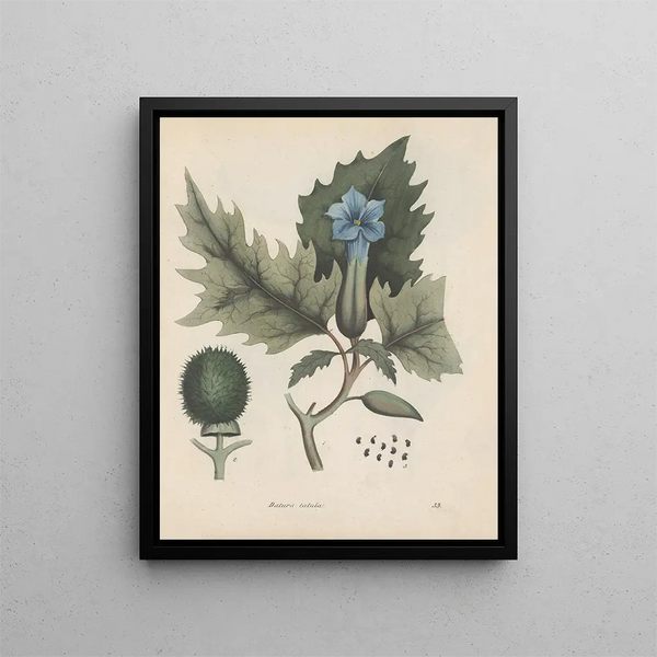 Livre sur les plantes toxiques Pl33 - Friedrich Berge — framed artwork on a wall
