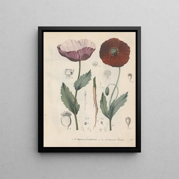 Livre sur les plantes toxiques Pl34 - Friedrich Berge — framed artwork on a wall