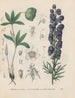 Livre sur les plantes toxiques Pl35 - Friedrich Berge — artwork view