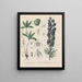 Livre sur les plantes toxiques Pl35 - Friedrich Berge — framed artwork on a wall
