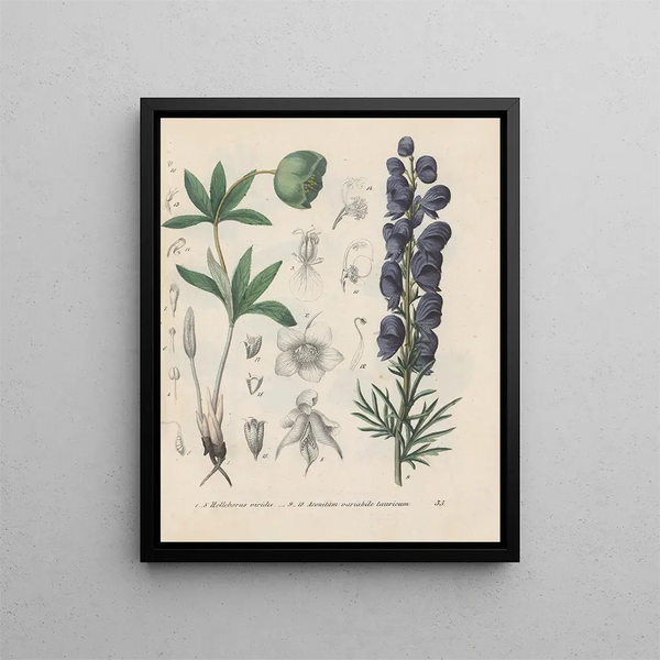 Livre sur les plantes toxiques Pl35 - Friedrich Berge — framed artwork on a wall