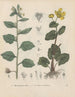 Livre sur les plantes toxiques Pl36 - Friedrich Berge — artwork view