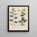 Livre sur les plantes toxiques Pl36 - Friedrich Berge — framed artwork on a wall