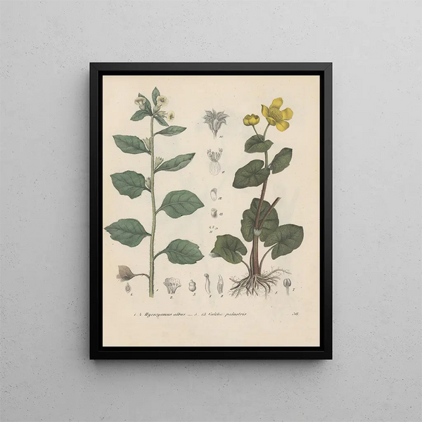 Livre sur les plantes toxiques Pl36 - Friedrich Berge — framed artwork on a wall