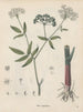 Book on Toxic Plants Pl37 - Friedrich Berge — artwork view