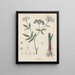 Book on Toxic Plants Pl37 - Friedrich Berge — framed artwork on a wall