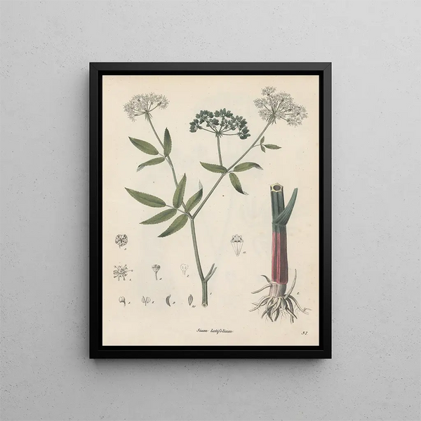Book on Toxic Plants Pl37 - Friedrich Berge — framed artwork on a wall