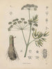 Livre sur les plantes toxiques Pl38 - Friedrich Berge — artwork view