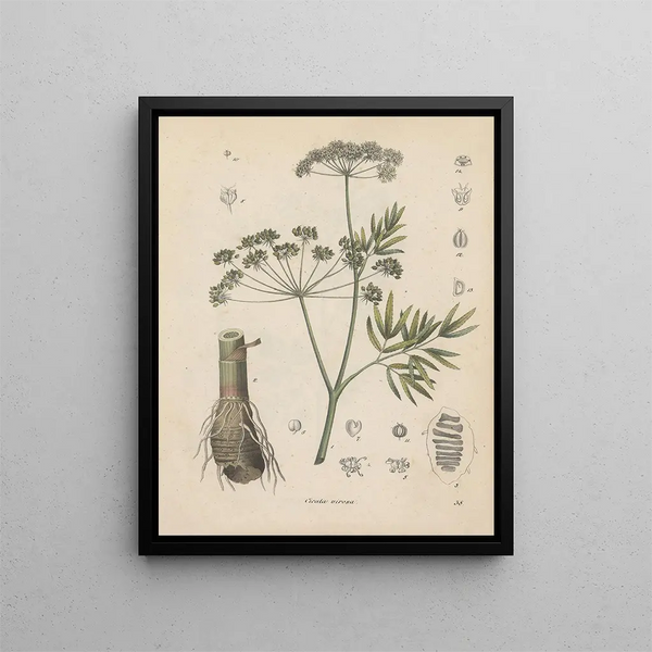 Livre sur les plantes toxiques Pl38 - Friedrich Berge — framed artwork on a wall