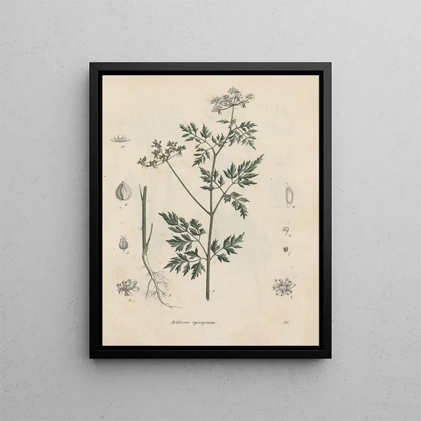 Livre sur les plantes toxiques Pl39 - Friedrich Berge — framed artwork on a wall