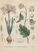 Book on Toxic Plants Pl40 - Friedrich Berge — artwork view