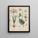 Book on Toxic Plants Pl40 - Friedrich Berge — framed artwork on a wall