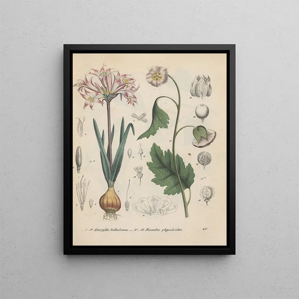 Book on Toxic Plants Pl40 - Friedrich Berge — framed artwork on a wall