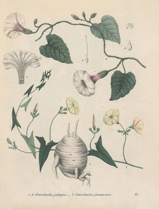 Friedrich Berge - GiftpflanzenBuch Pl41.webp
