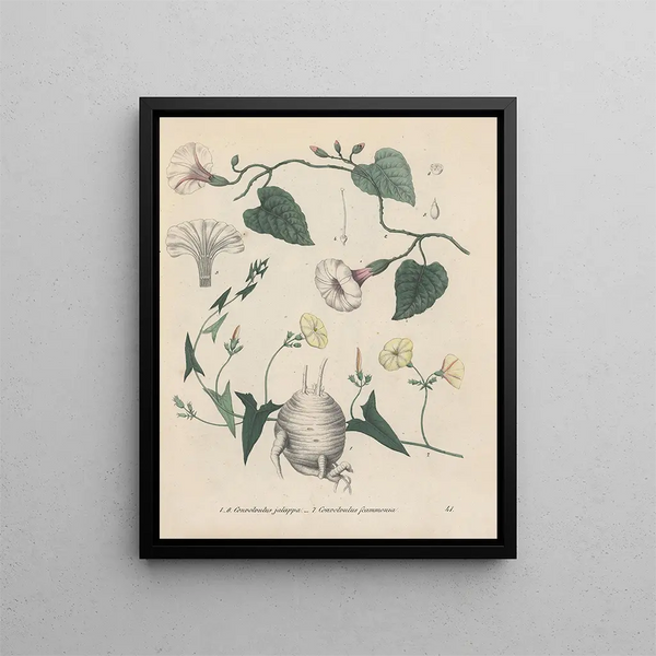 Book on Toxic Plants Pl41 - Friedrich Berge — framed artwork on a wall