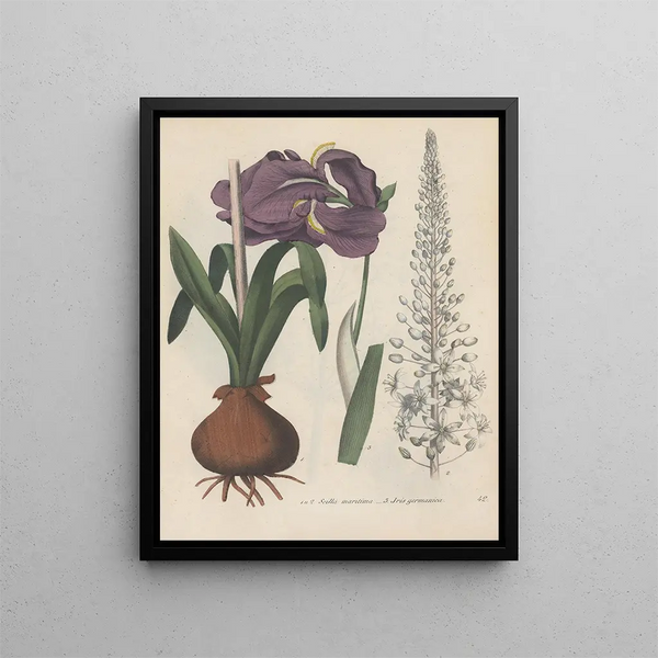Book on Toxic Plants Pl42 - Friedrich Berge — framed artwork on a wall