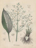 Livre sur les plantes toxiques Pl43 - Friedrich Berge — artwork view