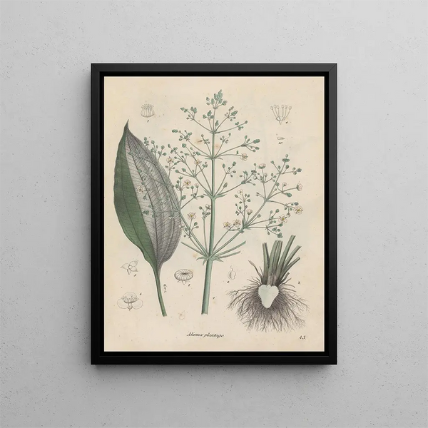 Livre sur les plantes toxiques Pl43 - Friedrich Berge — framed artwork on a wall