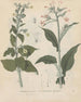 Livre sur les plantes toxiques Pl44 - Friedrich Berge — artwork view